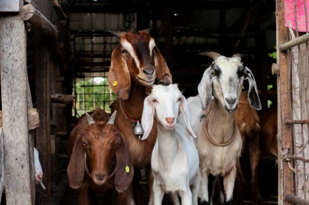 Tracking Your Goats
