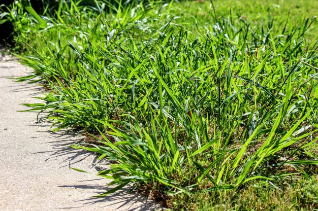 Weed Management