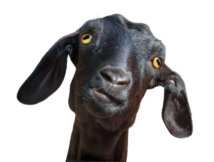 Why Hire Goats For Weed  control Or Hazard Reduction?