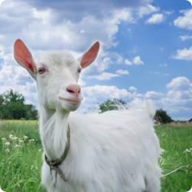 Name of Goat Goes Here