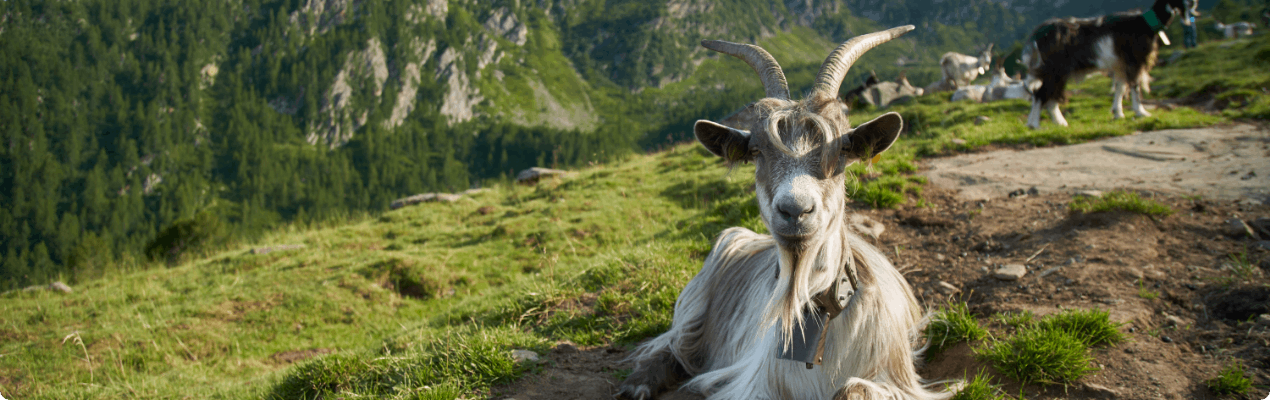 Will My Weeds Be Gone For Good After The Goats Are Finished?