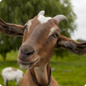 Name of Goat Goes Here