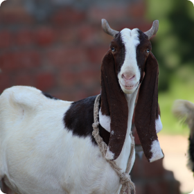 Name of Goat Goes Here
