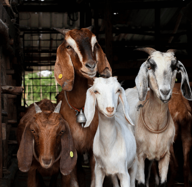 Goats Names Goes Here