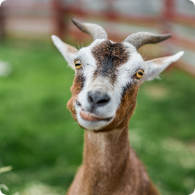 Name of Goat Goes Here